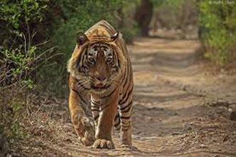 Jaipur - Ranthambhore - Agra Tour