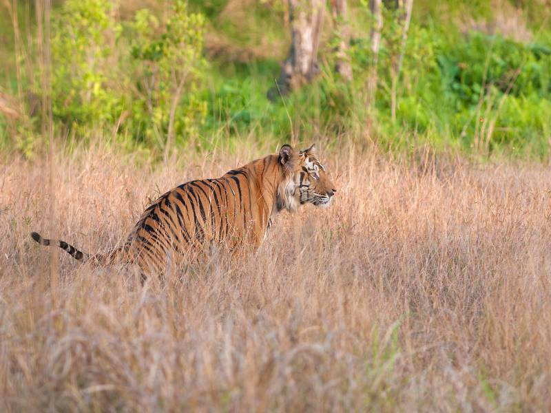 Jungle Book – Assam Wildlife Tour