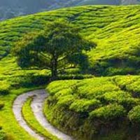 Wayanad Tour