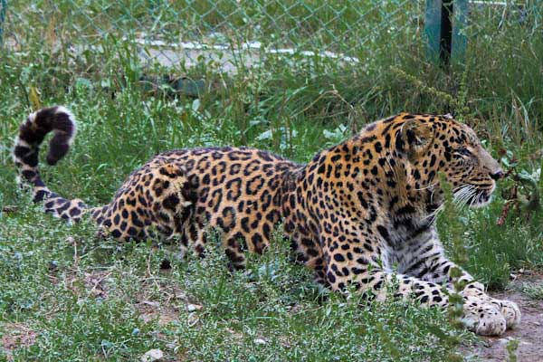 8N9D- Offbeat Kashmir With Dachigam Tour Image