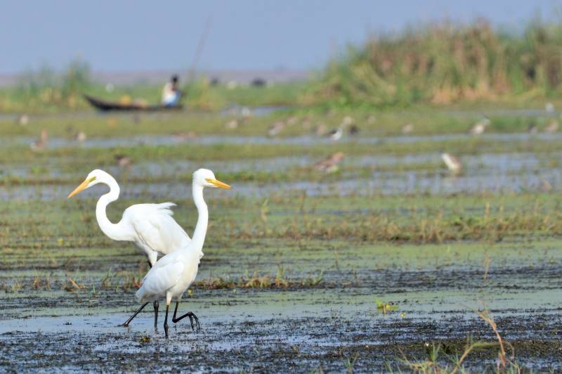 Little Tibet Birds Watching Tours Odisha Package