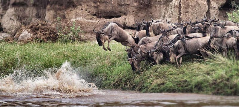 Maasai Mara Nakuru Explore Safari Tour