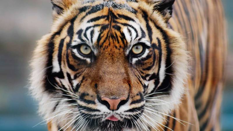 Indian Tiger With Khajuraho & Agra Tour