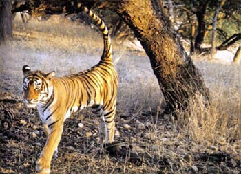 Discover Wildlife India Tour