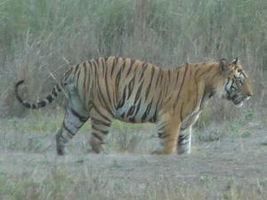 India Tiger Trail Tour