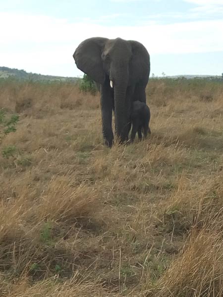 3 days masai mara budget safari Tour