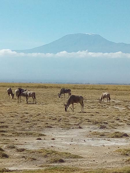 3 days Amboseli National park Tour