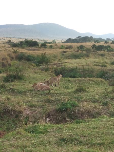 4 Days Masai Mara And Lake Nakuru Luxury Safari Tour