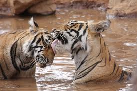 Jaipur & Ranthambore Tour Packages