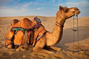 Rajasthan Camel Safari Tour 11 Days