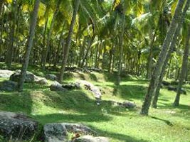 Amazing Kerala With Private Vehicle Tour