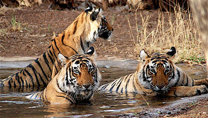 Jaipur Agra With Tiger Tour Package