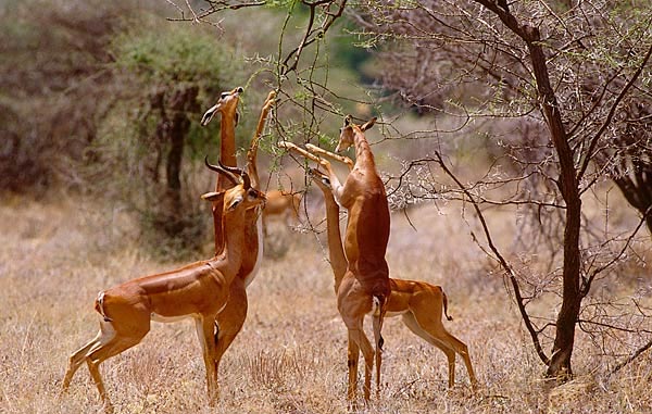 4 Days Meru National Park-Samburu Game Reserve Tour