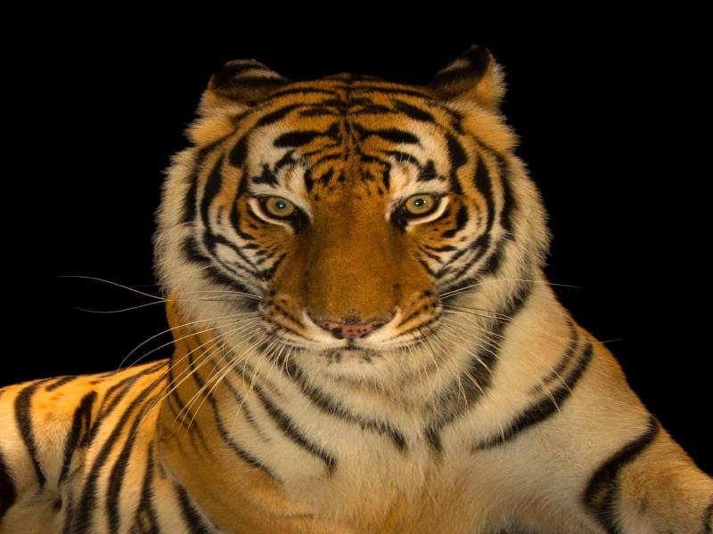 Land Of Royal Bengal Tiger - Sundarban Tour Package