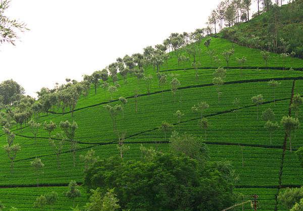 Kodaikanal And Ooty Tour Packages