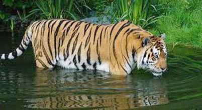 Sundarban With Pakhiralay ( Non A.C ) Tour