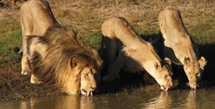 Gujarat With Lion Safari Tour