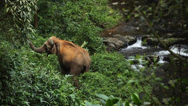 Kerala Wildlife Tour