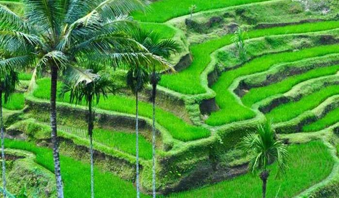 Bali Honey Moon package