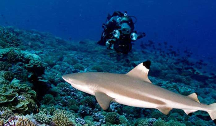 Bali Honey Moon package