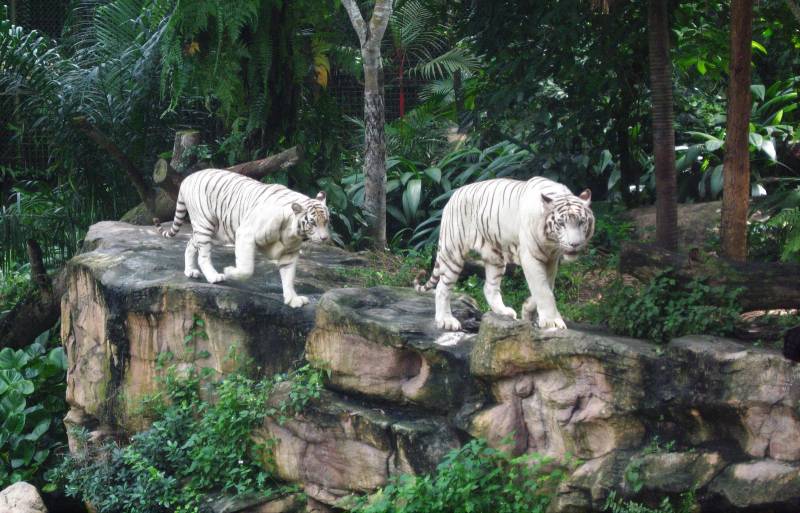 Singapore & Bintan Getaway