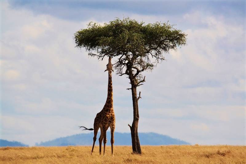 Kenyan Safari Tour