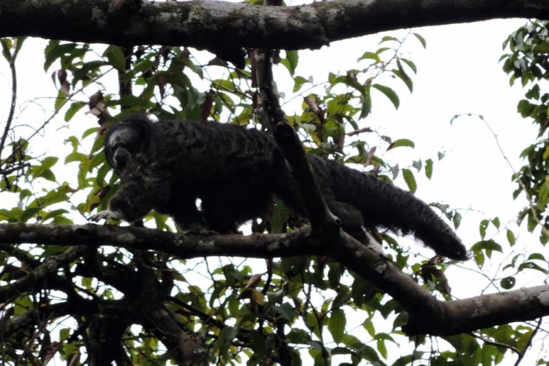 Peru with Amazon Cruise Tour