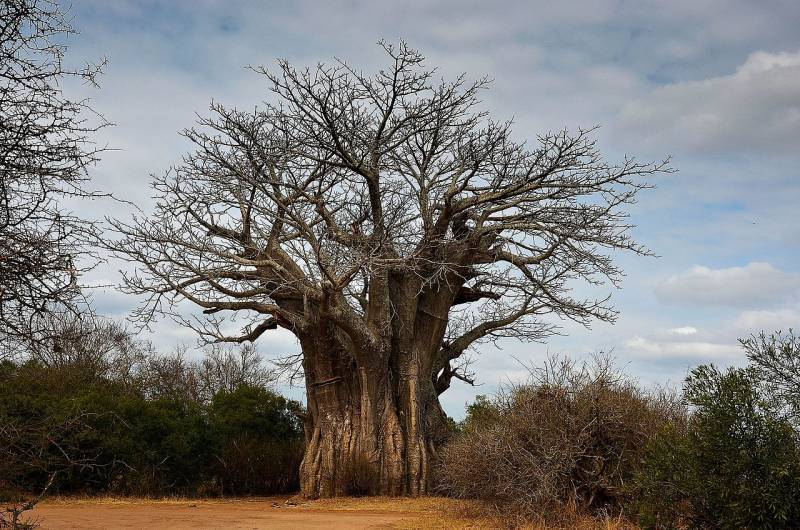 From the Cape to Kruger