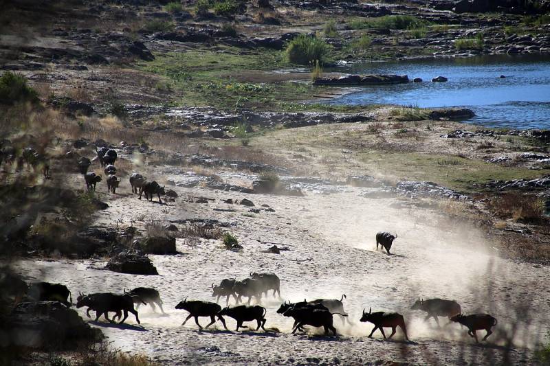 From the Cape to Kruger