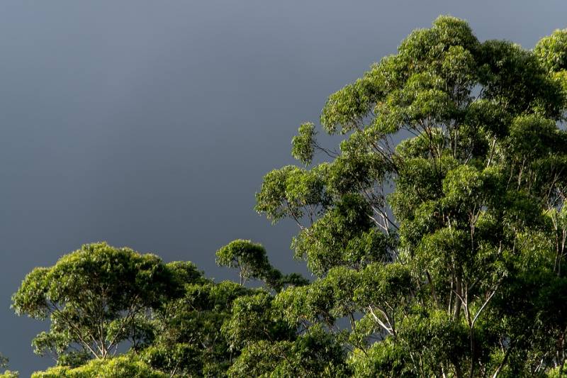 Amazonian Adventure Tour