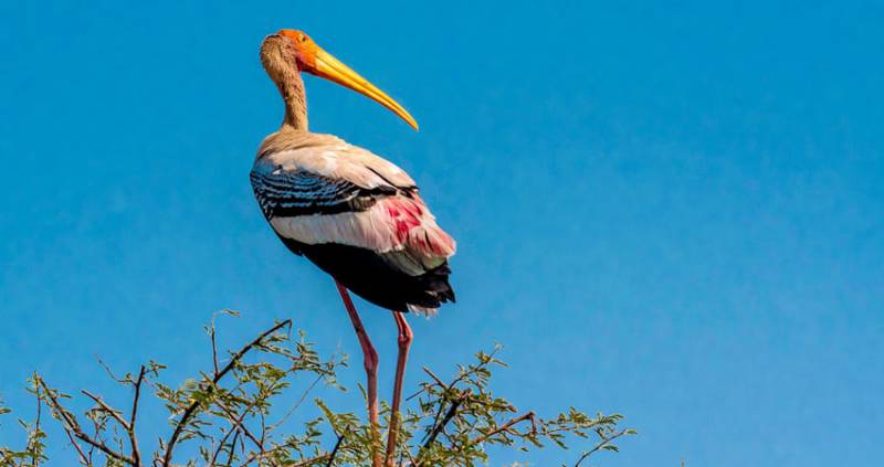 3 Days Bharatpur Bird Century Tour Package