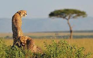 6 Days Kenya And Tanzania Safari Tour