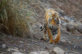 Quest Of The Ranthambore Tiger Package