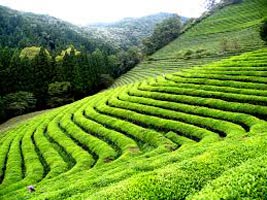 Mysore And Ooty 3 Star Package For 5 Days