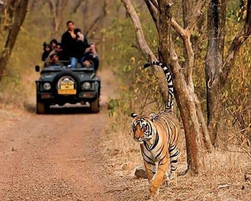 The Royal Safari 7 Nights - 8 Days Tour