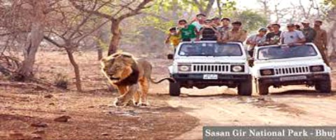 Wildlife in Gujarat - 15 Days Tour