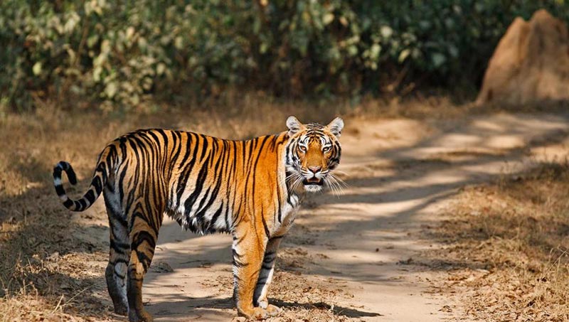 Wildlife Tour In Madhya Pradesh