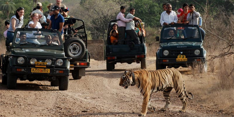 Ranthambore For 3 Days Tour