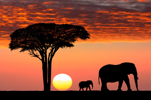 Africa – Amazing African Safari Tour Image
