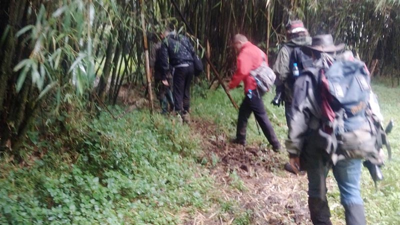 4Days Gorills, golden Monkeys, Diana Fossey Tomps Tour