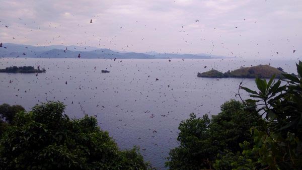 4 Days Gorilla Trek + Lake Kivu Tour