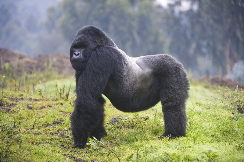 3-Day Rwanda Gorilla Direct- Mid-Range Trip Package