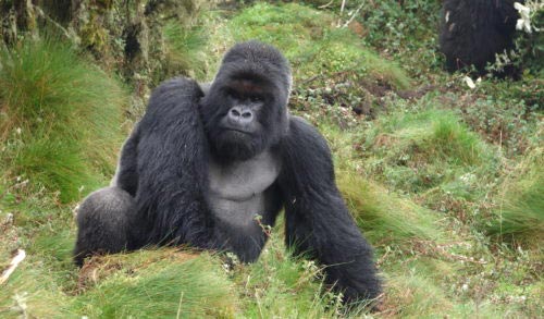 3-Day Rwanda Gorilla Direct- Mid-Range Trip Package
