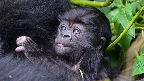 4-Day Rwanda Double Gorilla Trek & Golden Monkeys Tour