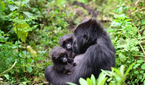 4 Days Rwanda Gorillas, Golden Monkeys & Nyiragongo Hike(Congo) Tour