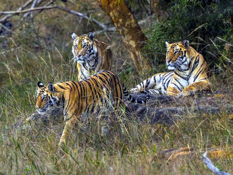 India Bengal Tiger Tour