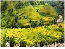 Hanoi  - Sapa - Halong – Yellow Season