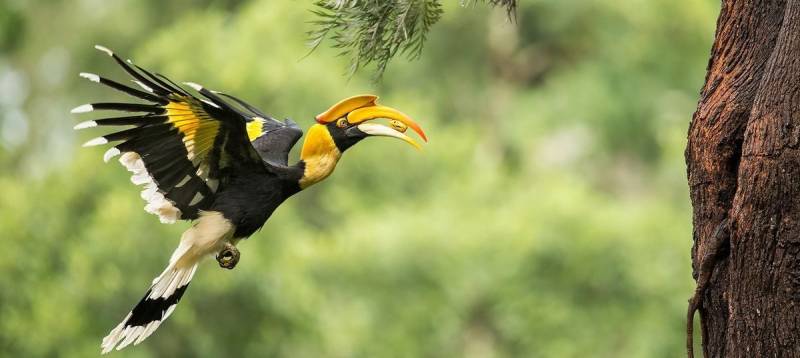 North India Bird Watching Tour Package