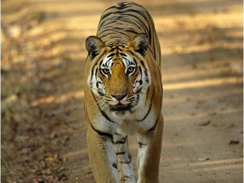 Tiger, Taj & Palaces Package