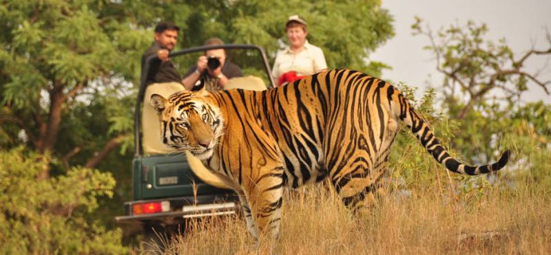 India Wildlife Tours Package
